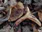 Begöngyöltszélű cölöpgomba (Paxillus involutus), Somogy